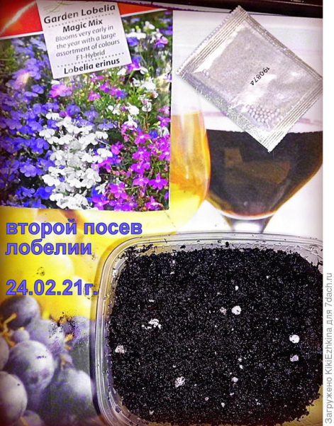 Мои зимние посевы продолжаются