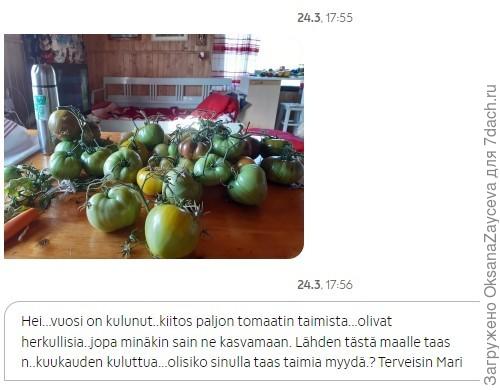 Рассада на продажу: что нужно учесть. Опыт, советы, фото