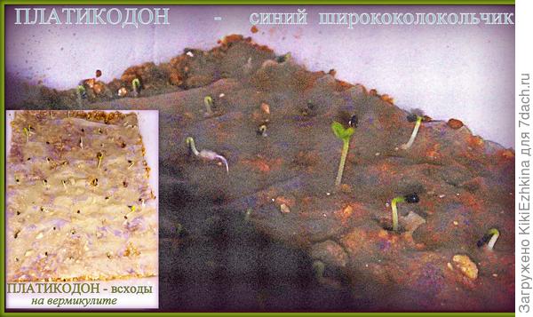 Мои зимние посевы продолжаются