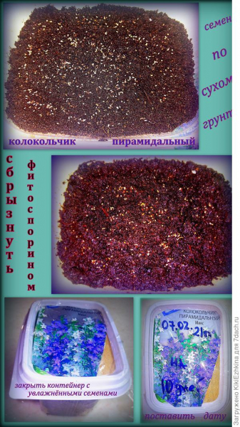 Мои зимние посевы продолжаются